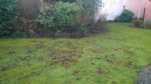 A particularly unhappy lawn.
